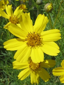 Thelesperma filifolium